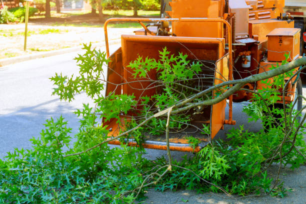 Best Tree Branch Trimming  in Shelley, ID